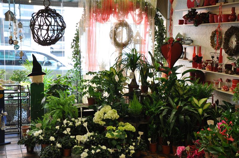 Pflanzen und Dekoration am Schaufenster des Ladens