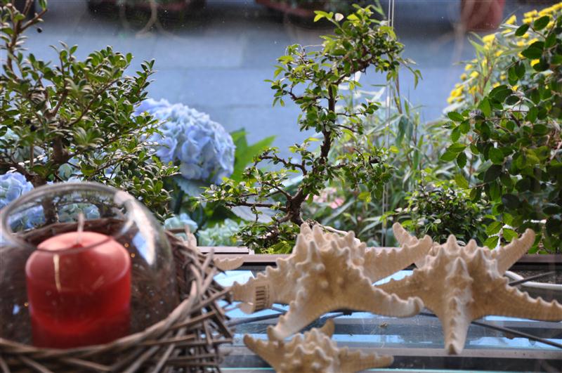 Fensterbank mit Bonsai, Hortensie und Kerze
