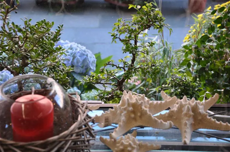 Fensterbank mit Bonsai, Hortensie und Kerze