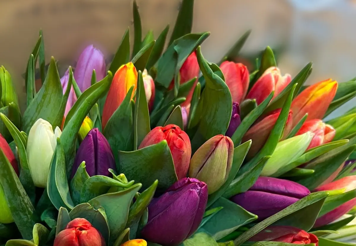 Frische Tulpen in Rot, Orange, Violett und Weiß